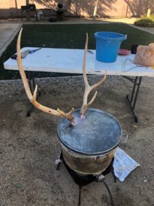 Elk Bull Head Being Boiled for a European Mount.